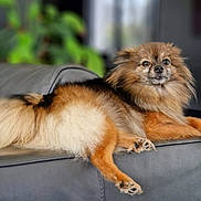 Smoothie a rejoint le concours — aidez-le/la à gagner de superbes lots ! animal, black, brown, couch, cream, dog, ears, face, fluffy, fur, furniture, home, indoor, leather, nose, paw, pet, pomeranian, portrait, relaxed