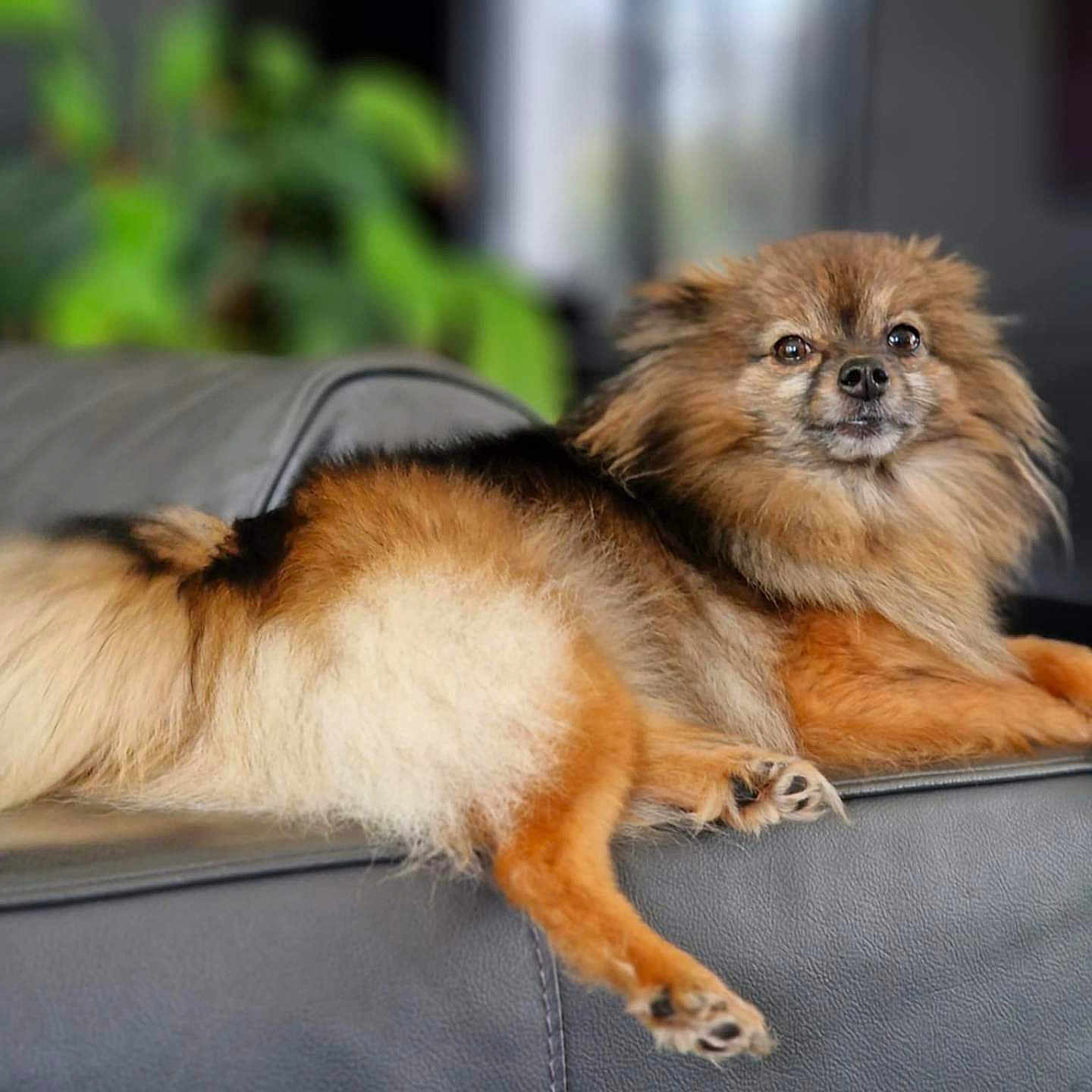 Smoothie a rejoint le concours — aidez-le/la à gagner de superbes lots ! animal, black, brown, couch, cream, dog, ears, face, fluffy, fur, furniture, home, indoor, leather, nose, paw, pet, pomeranian, portrait, relaxed