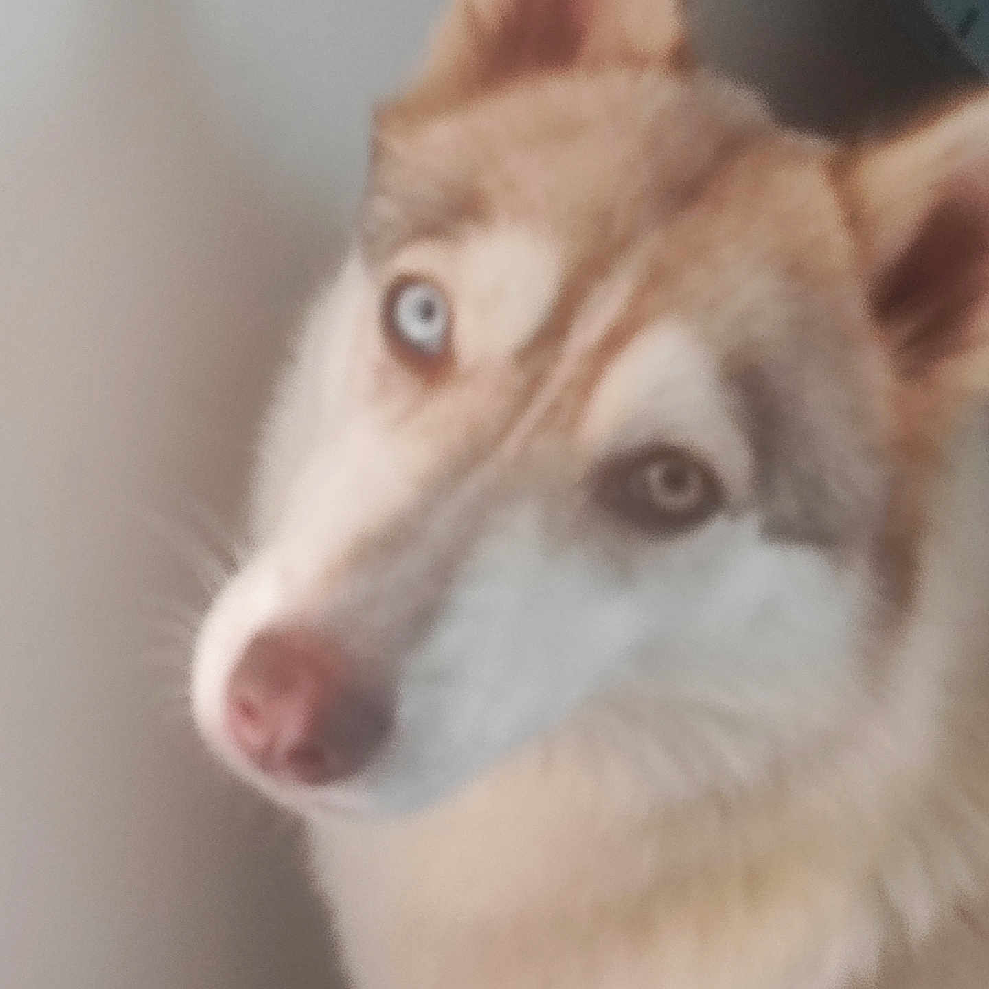 Ushska