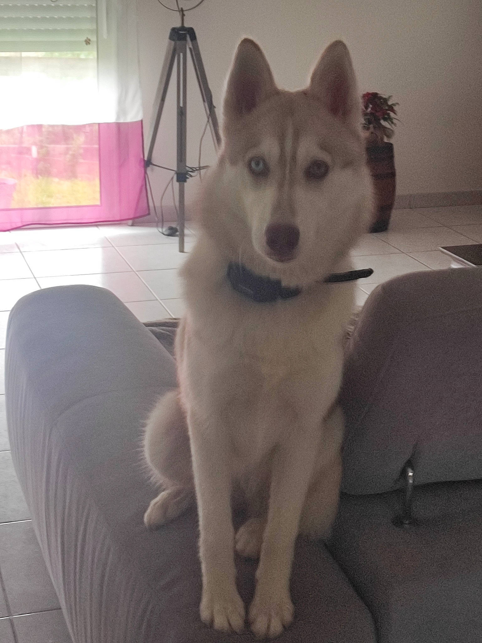 Ushka participe au concours pour gagner de l'argent avec cette photo : canidae, canis, carnivore, comfort, companion_dog, couch, dog, dog_breed, flooring, fur, monochrome, monochrome_photography, paw, room, snout, spitz, tail, whiskers, working_animal, working_dog