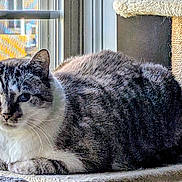 Atlas is registered to the contest to win money with this photo: animal, blue_eyes, carpeted, cat, cat_tree, closeup, daylight, domestic_cat, ears, feline, fur, indoor, natural_light, pet, quiet, relaxed, resting, tabby, whiskers, window