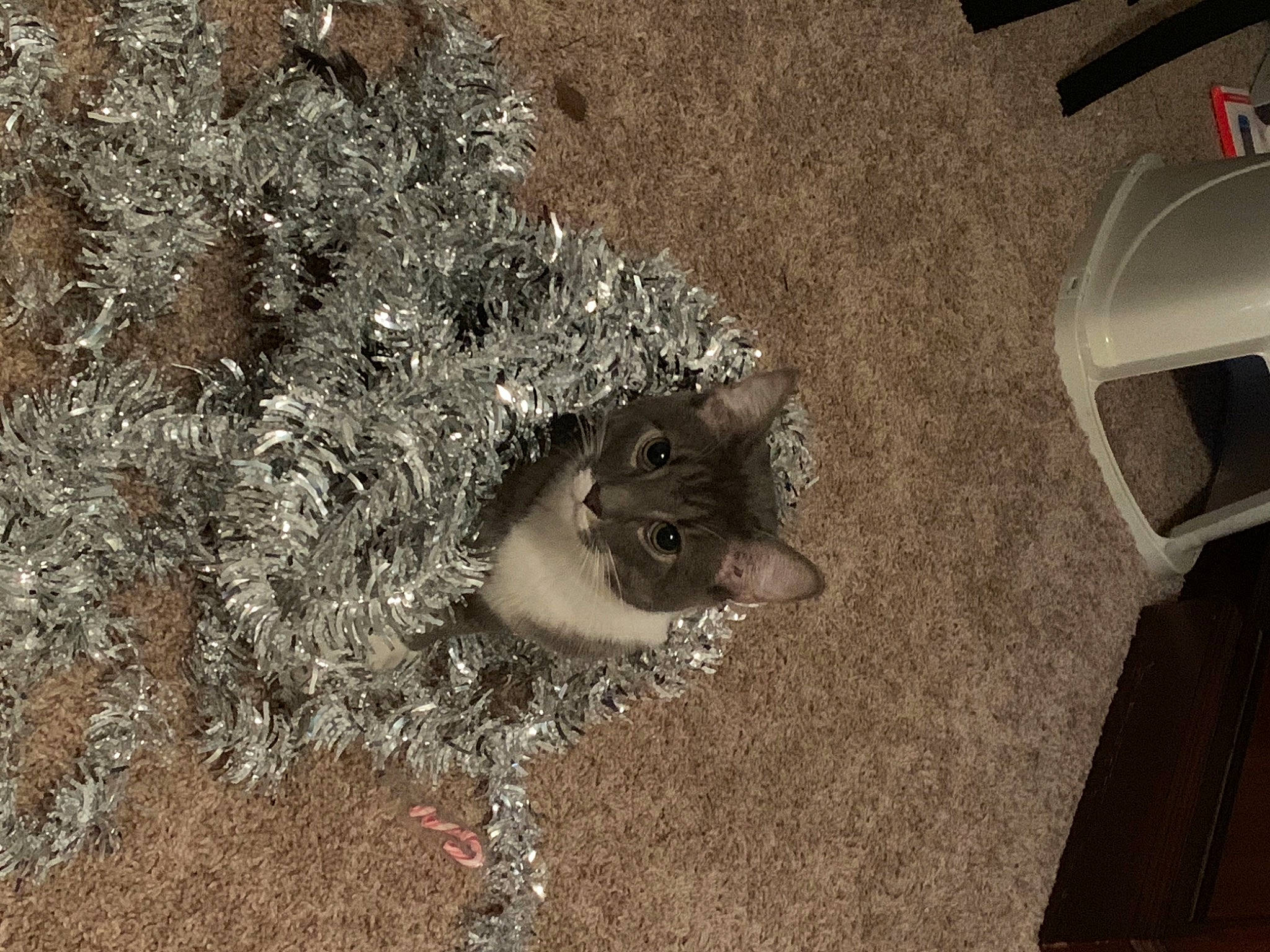 Shadow joined the competition — help win amazing prizes! cat, felidae, fur, kitten, small_to_medium_sized_cats, whiskers