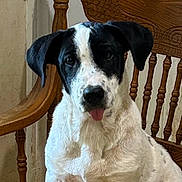 Harold is registered to the contest to win money with this photo: dog, black_and_white, tongue_out, wooden_chair, indoor, pet, animal, cute, sitting, portrait, furniture, ears, face, spots, canine, looking_at_camera, domestic, companion, friendly, household