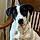 Harold