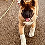 Freeya a rejoint le concours — aidez-le/la à gagner de superbes lots ! puppy, dog, leash, tongue_out, walking, pavement, brown_fur, white_paws, black_mask, outdoor, pet, young_dog, happy, cute, canine, animal, close_up, four_legs, playful, fur