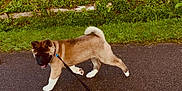 Freeya a rejoint le concours — aidez-le/la à gagner de superbes lots ! puppy, dog, leash, walking, path, grass, greenery, outdoor, pet, young_dog, canine, fur, tail, pavement, nature, animal, playful, curious, walking_dog, collar