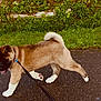 puppy, dog, leash, walking, path, grass, greenery, outdoor, pet, young_dog, canine, fur, tail, pavement, nature, animal, playful, curious, walking_dog, collar