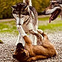 Freeya participe au concours pour gagner de l'argent avec cette photo : dog, puppy, playing, gravel, outdoor, nature, animal, fur, tongue, interaction, canine, pet, cute, brown, black, white, sniffing, happy, grass, daylight