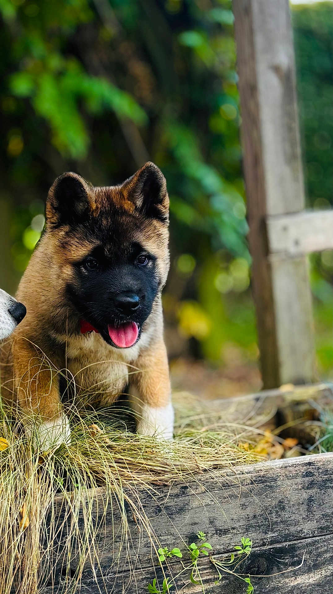 Freeya a rejoint le concours — aidez-le/la à gagner de superbes lots ! puppy, dog, animal, outdoor, grass, wood, tongue_out, cute, young, pet, nature, brown, black_face, collar, playful, sitting, leafy_background, curious, fur, closeup