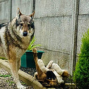 Freeya participe au concours pour gagner de l'argent avec cette photo : dog, playful, outdoor, garden, concrete_wall, gravel, greenery, plant_pot, pet, animal, fur, canine, friendship, nature, companion, curious, relaxed, paws, sidewalk, yard