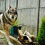 dog, playful, outdoor, garden, concrete_wall, gravel, greenery, plant_pot, pet, animal, fur, canine, friendship, nature, companion, curious, relaxed, paws, sidewalk, yard