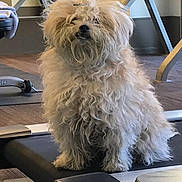 Sugarbear joined the competition — help win amazing prizes! dog, fluffy, curly_hair, treadmill, gym, weights, exercise_equipment, indoor, pet, animal, furry, cute, fitness, training, carpet, machine, canine, small_dog, exercise, healthy_lifestyle