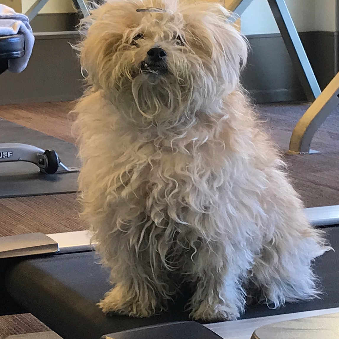 Sugarbear joined the competition — help win amazing prizes! animal, canine, carpet, curly_hair, cute, dog, exercise, exercise_equipment, fitness, fluffy, furry, gym, healthy_lifestyle, indoor, machine, pet, small_dog, training, treadmill, weights