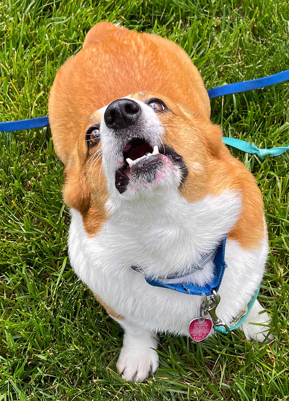 Max