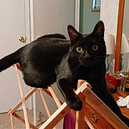 Lil Man joined the competition — help win amazing prizes! abyssinian, animal, bed, bird, blackbird, blackcat, cat, chair, crib, door, drawer, furniture, hardwood, indoors, infantbed, kitten, pet, plywood, stainedwood, wood