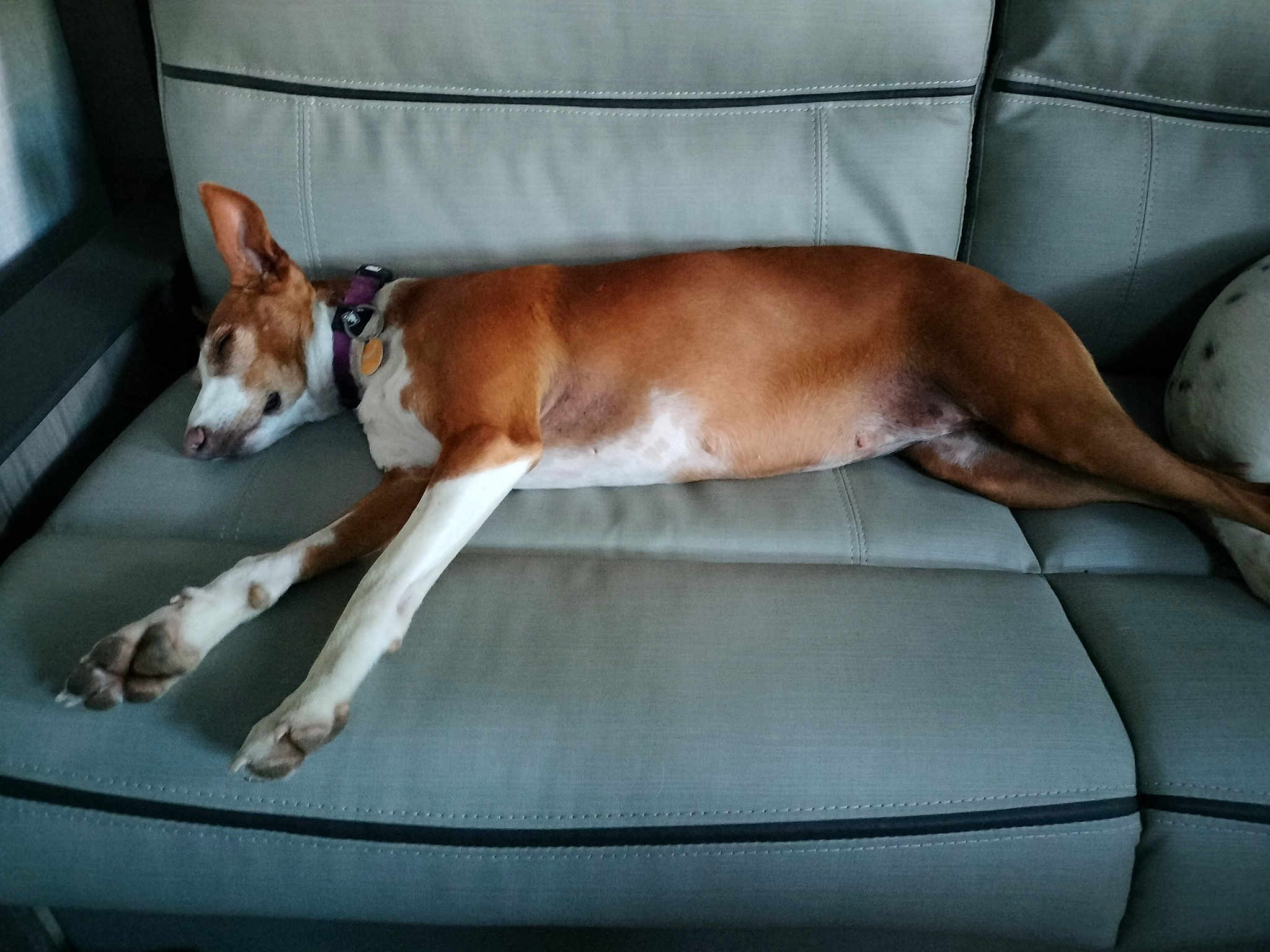 Isla
