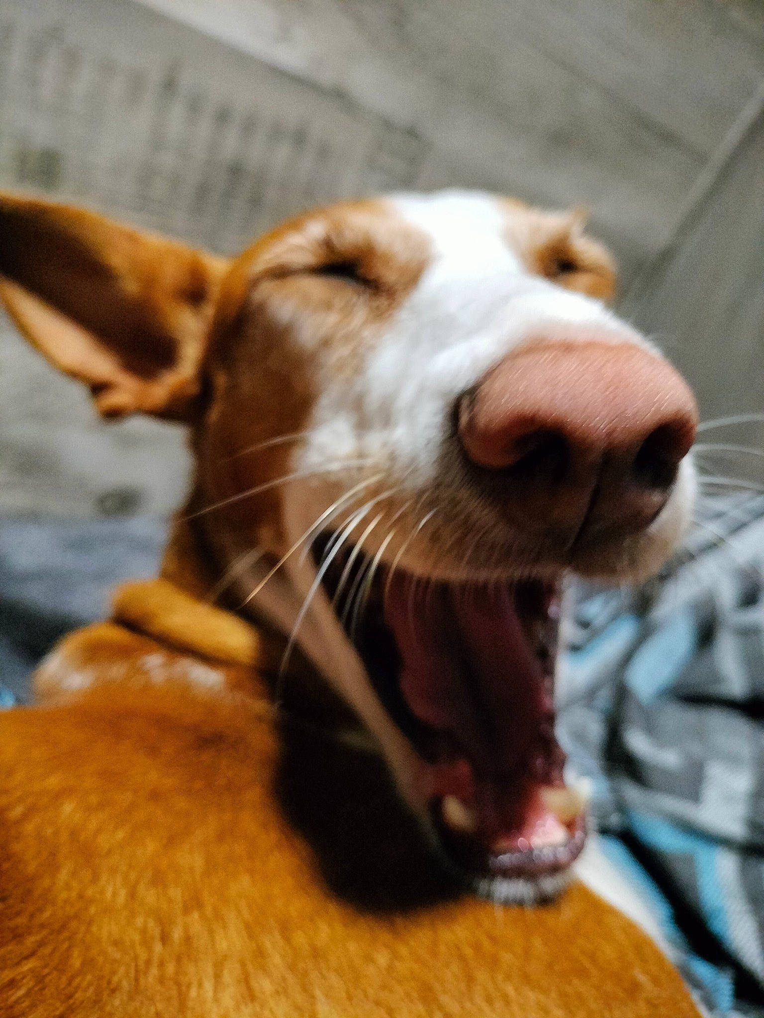 Isla is registered to the contest to win money with this photo: canidae, carnivore, collar, companion_dog, dog, dog_breed, dog_collar, ear, fang, fawn, happy, liver, mammal, smile, snout, sporting_group, vertebrate, whiskers, working_animal, yawn