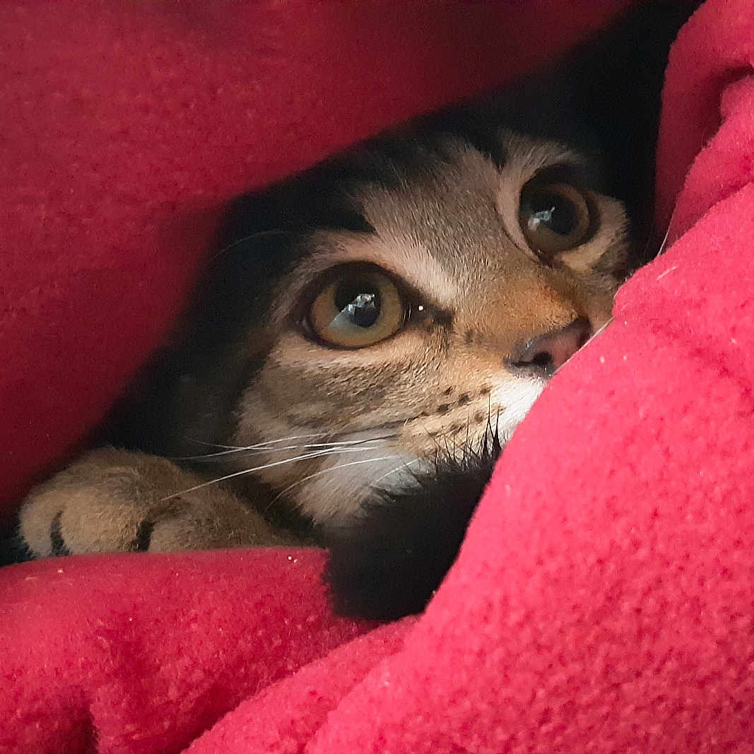 Nubiel participe au concours pour gagner de l'argent avec cette photo : animal, blanket, cat, closeup, comfort, cozy, curious, cute, eyes, feline, fur, hiding, indoor, paw, pet, red, resting, soft, warm, whiskers