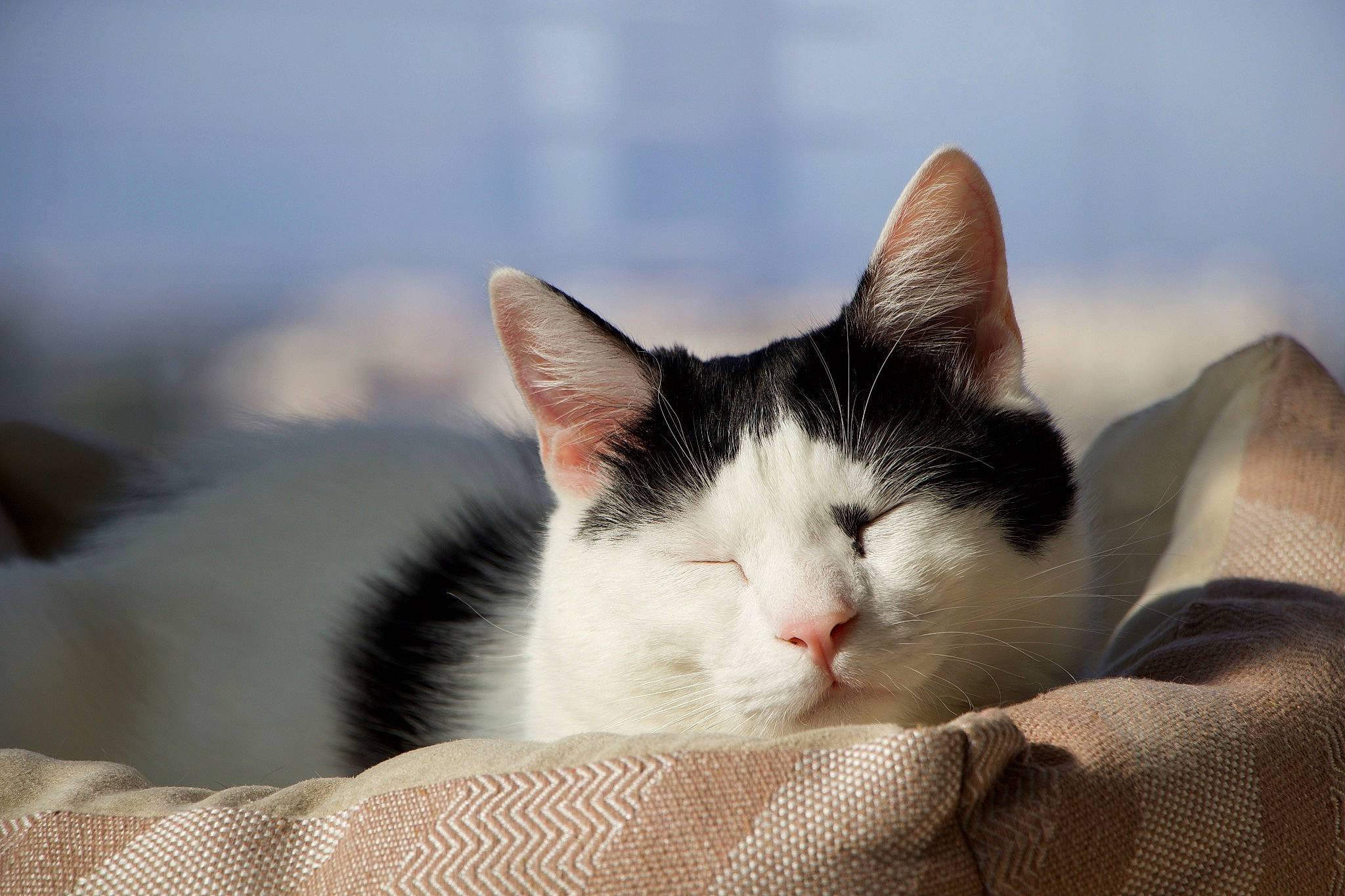 Diego participe au concours pour gagner de l'argent avec cette photo : carnivore, cat, comfort, domestic_short_haired_cat, felidae, fur, paw, sky, small_to_medium_sized_cats, tail, tree, whiskers