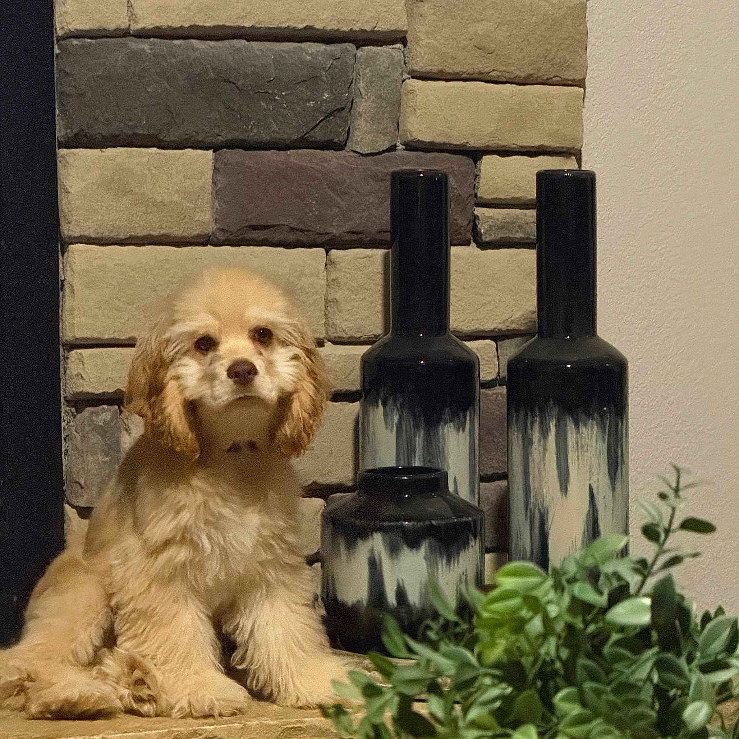 Willow