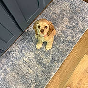 Willow is registered to the contest to win money with this photo: animal, blue_cabinet, companion, cute, dog, domestic_animal, flooring, foot, fur, home, indoor, looking_up, pet, pet_care, puppy, rug, small_dog, tattoo, wooden_floor, young_dog