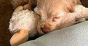 Willow joined the competition — help win amazing prizes! animal, beige, brown, closeup, comfort, couch, cozy, cute, dog, domestic_animal, fur, indoor, pet, puppy, relaxing, resting, sleeping, snuggling, soft_toy, stuffed_animal