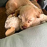animal, beige, brown, closeup, comfort, couch, cozy, cute, dog, domestic_animal, fur, indoor, pet, puppy, relaxing, resting, sleeping, snuggling, soft_toy, stuffed_animal