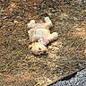 Willow joined the competition — help win amazing prizes! animal, canine, collar, daylight, dirt, dog, earth, fluffy, grass, ground, leaves, lying_down, nature, outdoor, pet, relaxed, resting, sleeping, small_dog, sunlight