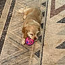 Willow joined the competition — help win amazing prizes! animal, ball, brown, carpet, cozy, cute, dog, domestic, fur, indoor, lying_down, pattern, pet, pink, playful, puppy, resting, rug, small, toy