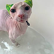 Remy joined the competition — help win amazing prizes! animal, bath, bath_time, bubbles, cat, close_up, curious, domestic_cat, expression, feline, green_ears, hairless_cat, indoor, looking_up, pet, pink_skin, sphynx_cat, water, wet, wide_eyes
