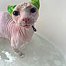 animal, bath, bath_time, bubbles, cat, close_up, curious, domestic_cat, expression, feline, green_ears, hairless_cat, indoor, looking_up, pet, pink_skin, sphynx_cat, water, wet, wide_eyes
