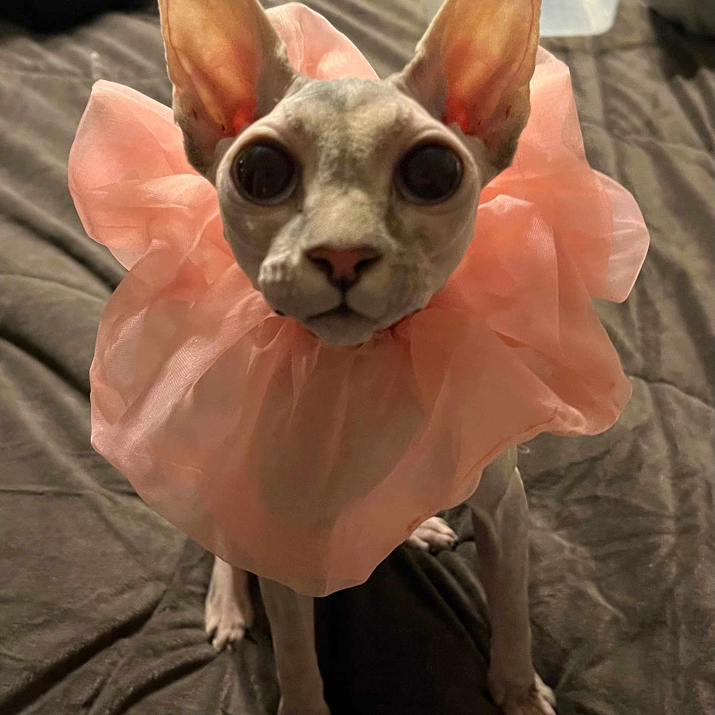 Lucy