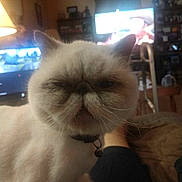 Gem joined the competition — help win amazing prizes! bell, bookshelf, cat, close_up, collar, cozy, ears, face, feline, fur, home, indoor, lamp, living_room, mischievous_expression, person_leg, pet, sofa, television, whiskers