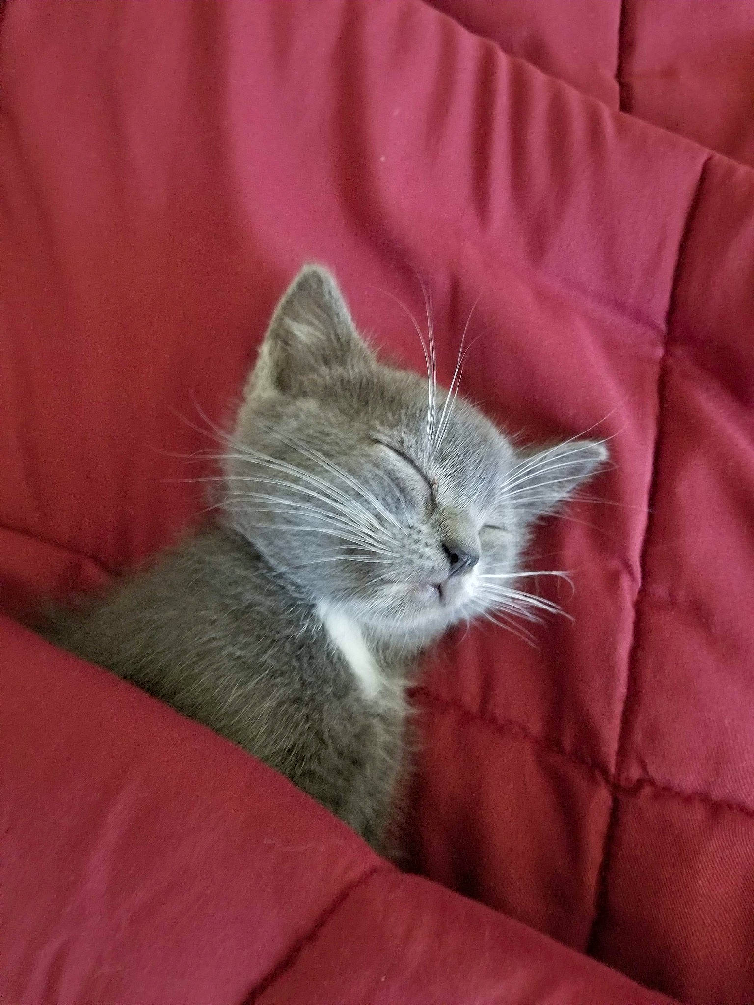 Donut is registered to the contest to win money with this photo: bed, carnivore, cat, claw, comfort, domestic_short_haired_cat, felidae, fur, grey, linens, nap, paw, sleeve, small_to_medium_sized_cats, snout, tail, whiskers