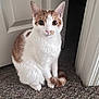 cat, feline, pet, domestic_cat, orange_and_white, sitting, tail, paws, whiskers, big_eyes, ears, carpet, doorway, door, indoor, portrait, curious, fur, home_interior, close_up