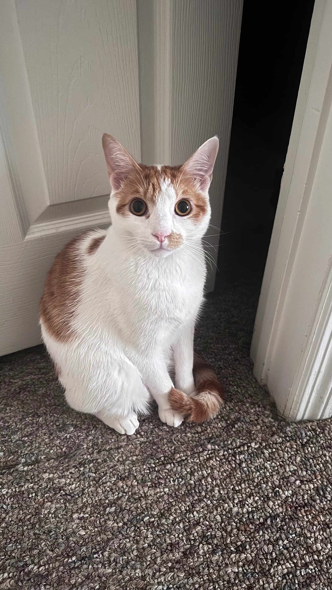 Theodore joined the competition — help win amazing prizes! cat, feline, pet, domestic_cat, orange_and_white, sitting, tail, paws, whiskers, big_eyes, ears, carpet, doorway, door, indoor, portrait, curious, fur, home_interior, close_up