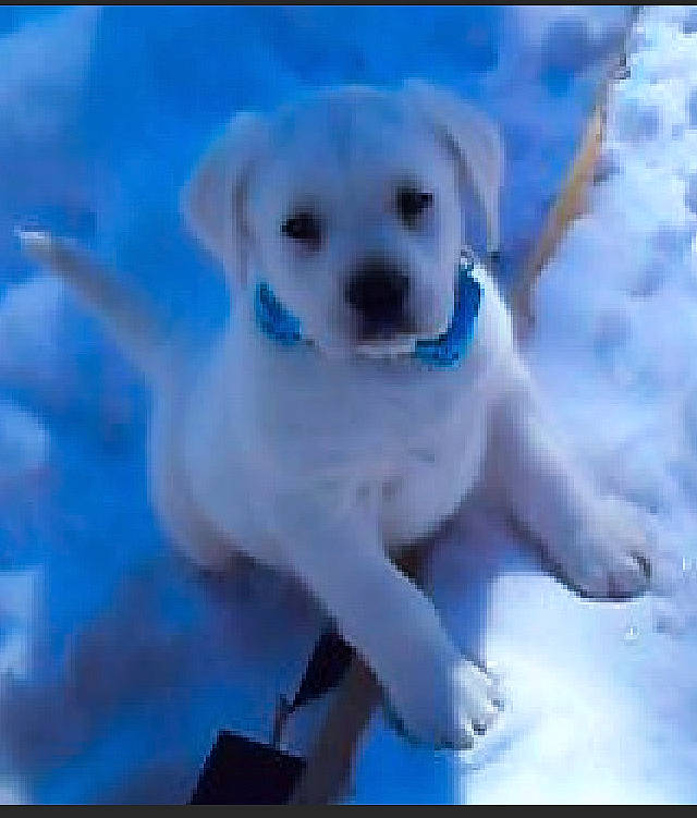 Moose is registered to the contest to win money with this photo: canidae, carnivore, collar, companion_dog, dog, dog_breed, dog_collar, dog_supply, electric_blue, fawn, freezing, meteorological_phenomenon, pet_supply, plant, sky, snout, snow, sporting_group, whiskers, winter