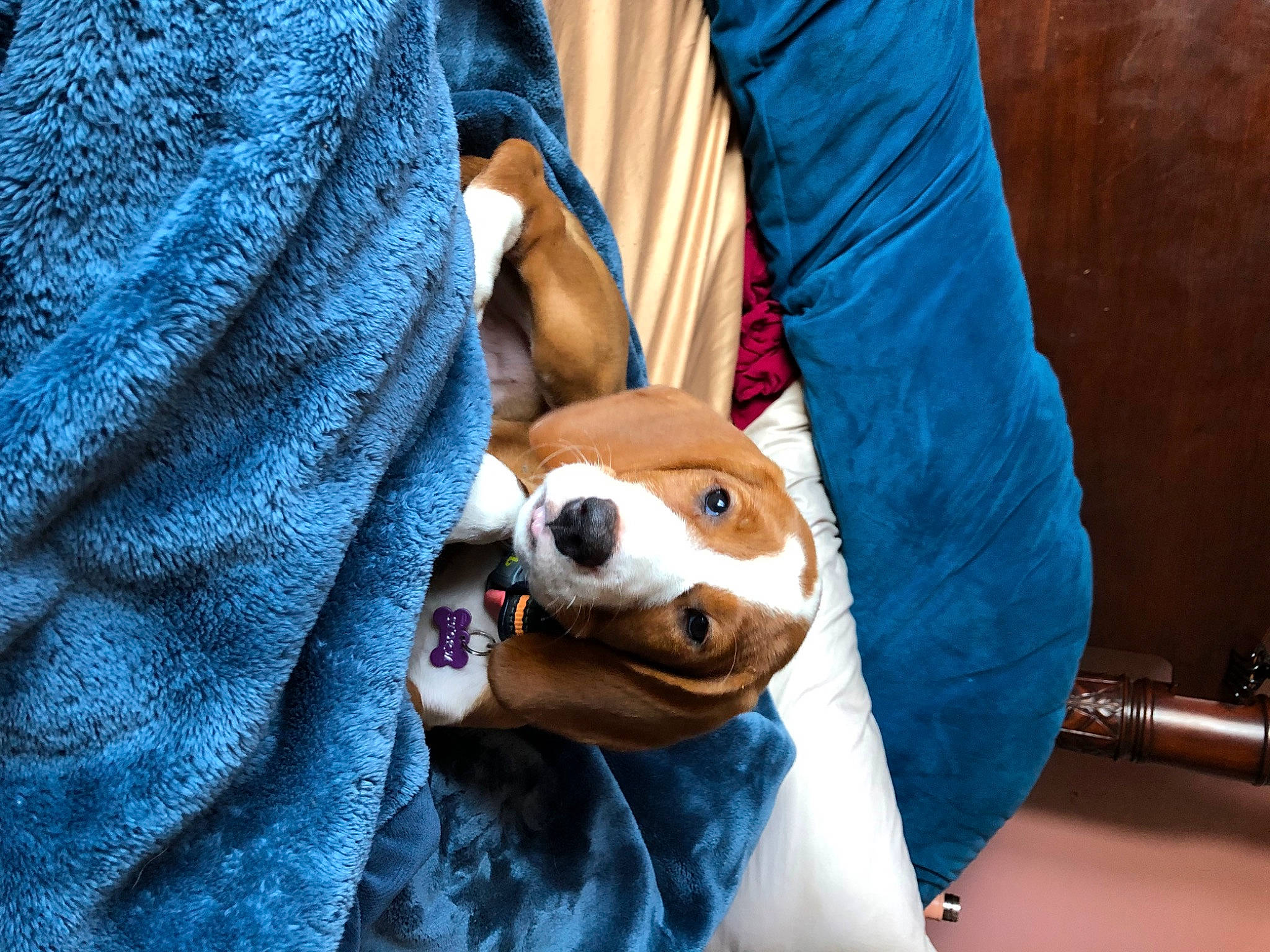 Storm is registered to the contest to win money with this photo: blue, carnivore, comfort, companion_dog, couch, dog_breed, electric_blue, fawn, felidae, fur, gesture, human_leg, linens, plush, snout, stuffed_toy, teddy_bear, textile, thigh, toy