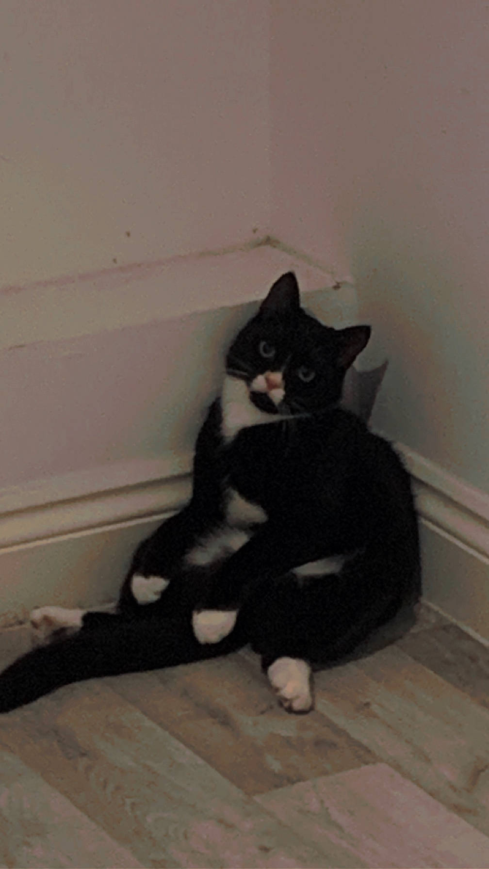 Bean joined the competition — help win amazing prizes! black_cat, canidae, carnivore, cat, comfort, domestic_short_haired_cat, felidae, flooring, fur, hardwood, human_leg, leg, paw, sitting, small_to_medium_sized_cats, snout, stairs, tail, whiskers, wood