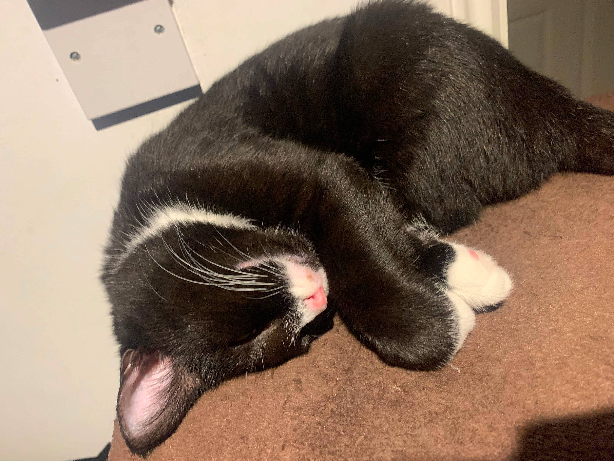 Bean is registered to the contest to win money with this photo: black_cat, canidae, carnivore, cat, claw, comfort, dog_breed, domestic_short_haired_cat, felidae, flooring, foot, fur, nap, paw, small_to_medium_sized_cats, snout, sporting_group, tail, terrestrial_animal, whiskers