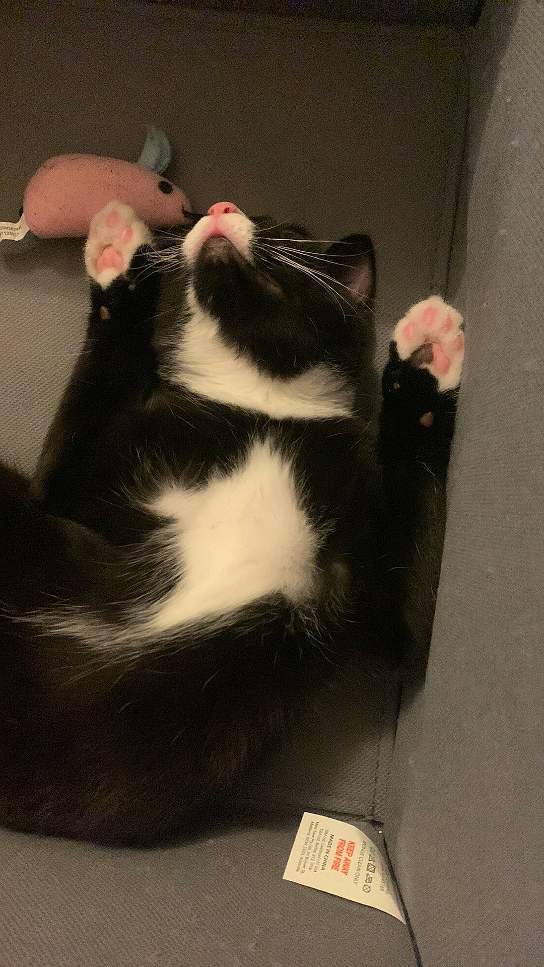 Bean joined the competition — help win amazing prizes! carnivore, cat, comfort, domestic_short_haired_cat, felidae, foot, fur, human_leg, small_to_medium_sized_cats, snout, tail, whiskers, window