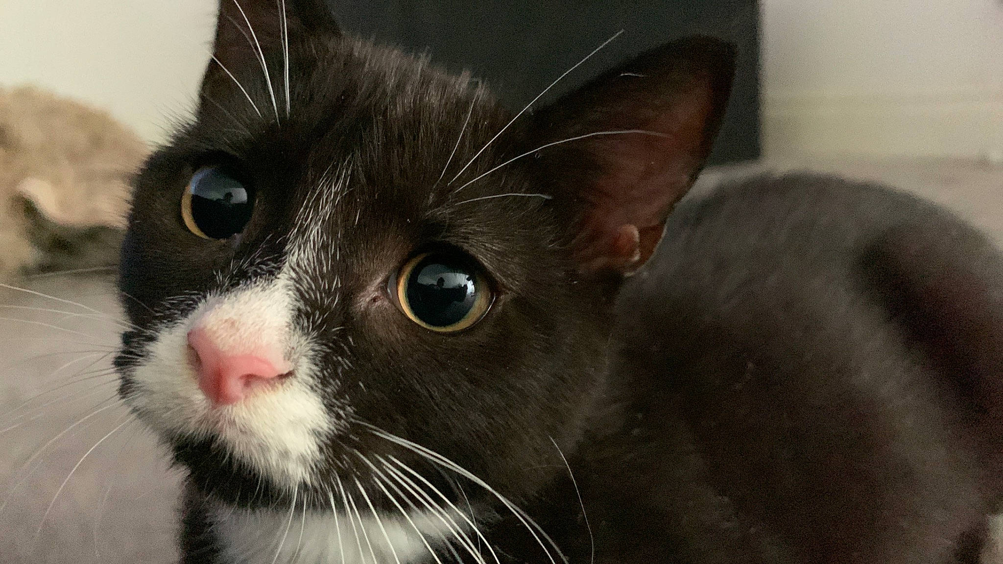 Bean joined the competition — help win amazing prizes! carnivore, cat, close_up, domestic_short_haired_cat, ear, felidae, fur, head, no_expression, small_to_medium_sized_cats, snout, terrestrial_animal, whiskers