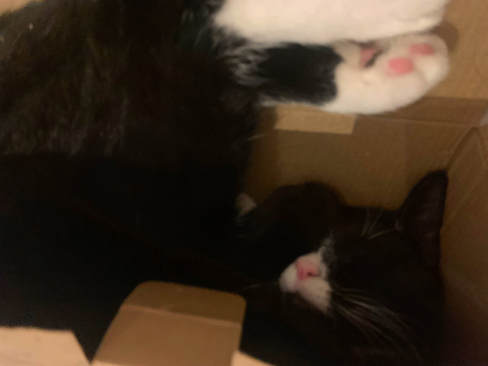 Bean joined the competition — help win amazing prizes! black, box, cardboard, carnivore, carton, cat, comfort, domestic_short_haired_cat, ear, felidae, fur, mammal, packaging_and_labeling, paw, shipping_box, small_to_medium_sized_cats, snout, tail, vertebrate, whiskers