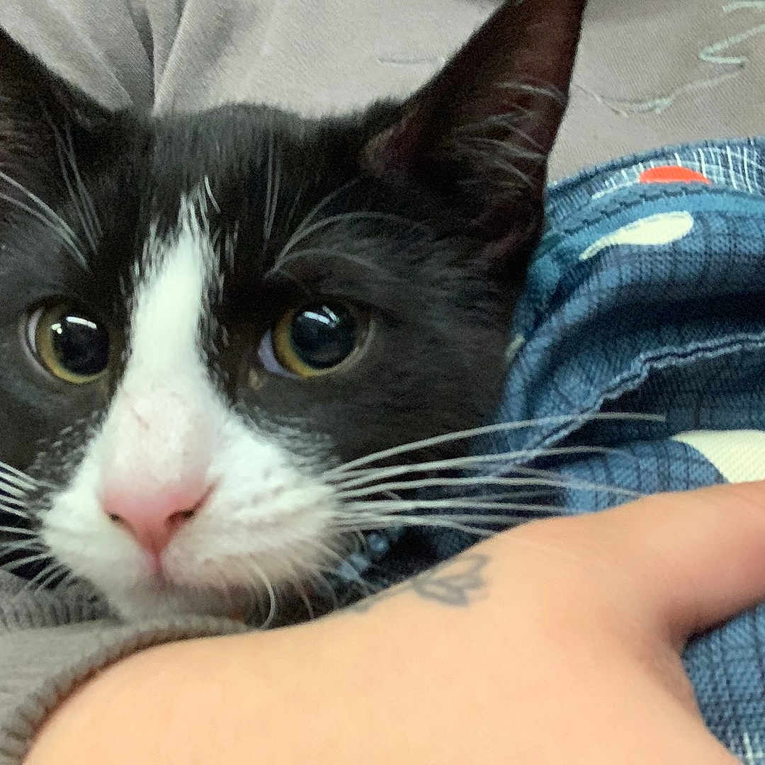 Biscuit joined the competition — help win amazing prizes! accessories, animal, blanket, bodypart, cat, clothing, coat, face, finger, furniture, hand, head, jeans, kitten, manx, pants, person, pet, photography, portrait