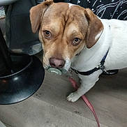 Cosmo is registered to the contest to win money with this photo: animal, brown_and_white, chair_base, close_up, collar, curious, dog, domestic, ears, floor, fur, harness, indoor, leash, looking, pacifier, pet, snout, standing, wooden_floor