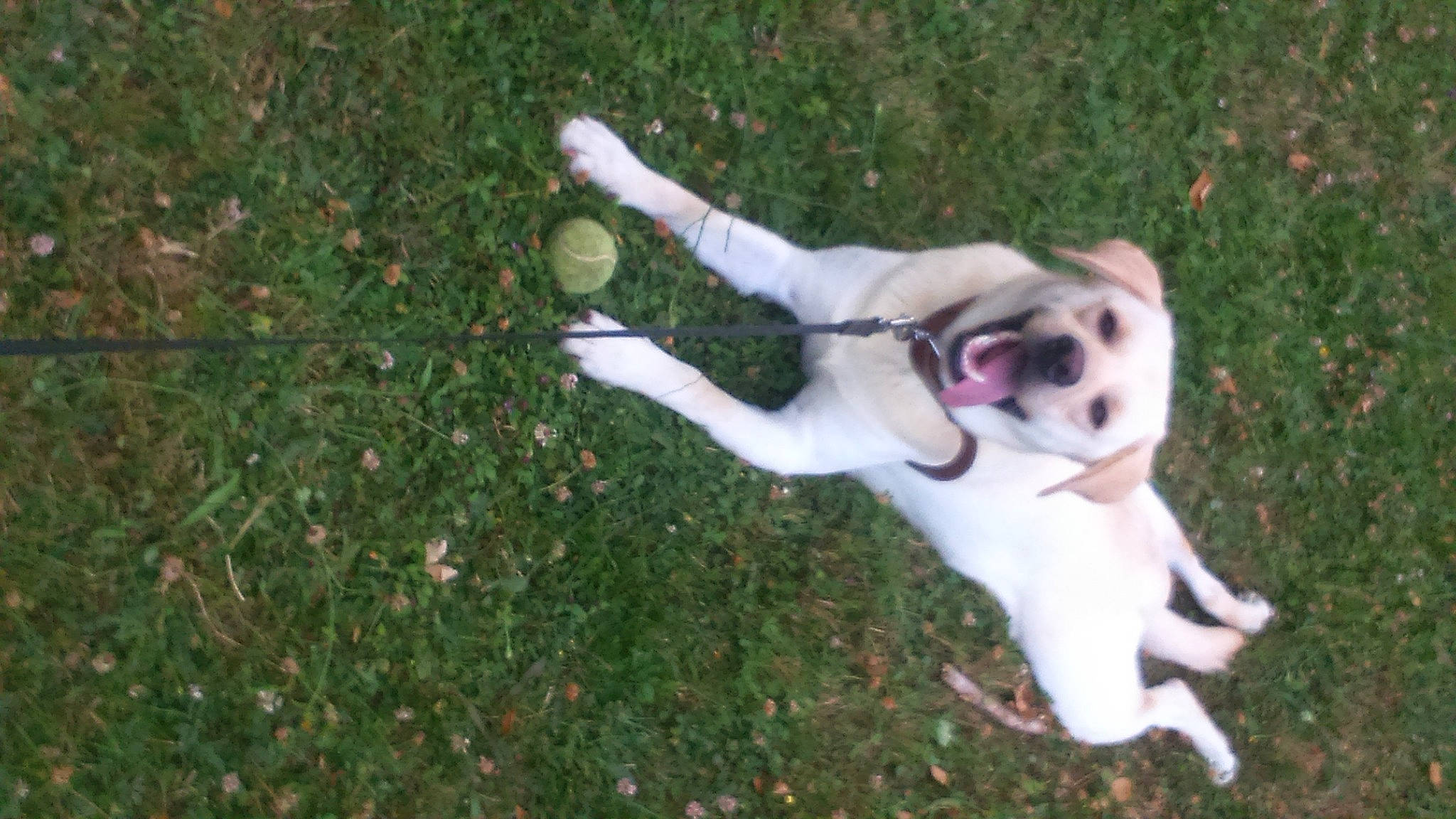 Lewis participe au concours pour gagner de l'argent avec cette photo : carnivore, companion_dog, dog, dog_breed, dog_collar, dog_supply, fawn, grass, groundcover, lawn, non_sporting_group, paw, plant, sporting_group, tail, toy_dog, working_animal