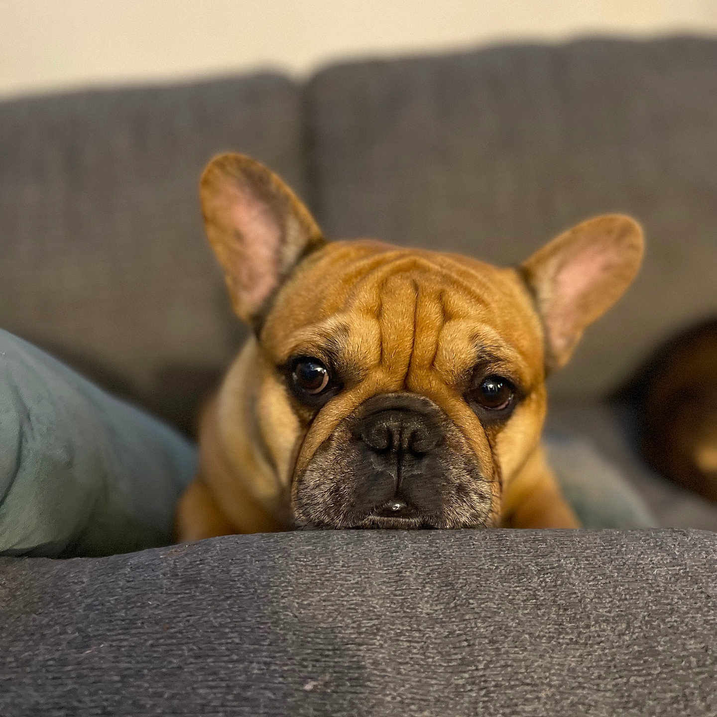 Big Mac joined the competition — help win amazing prizes! animal, boxer, bulldog, canine, couch, dog, frenchbulldog, furniture, pet, pitbull, pug, puppy, snout