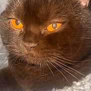 Kitty is registered to the contest to win money with this photo: cat, close_up, brown_fur, orange_eyes, whiskers, pet, animal, cozy, blanket, feline, face, ears, fur_texture, indoor, cute, portrait, snug, relaxed, soft, domestic_cat
