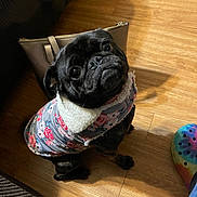 Puggy is registered to the contest to win money with this photo: animal, bulldog, canine, dog, frenchbulldog, hardwood, hound, indoors, interiordesign, pet, pitbull, plywood, pug, puppy, wood