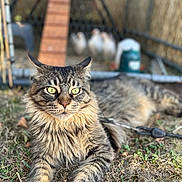 Satoshi participe au concours pour gagner de l'argent avec cette photo : cat, tabby, fluffy, green_eyes, animal, pet, outdoor, grass, farm, chicken_coop, chickens, fence, nature, mammal, lying_down, close_up, fur, whiskers, ears, daylight